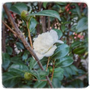 Фотография белой камелии. Батуми на кануне нового года.