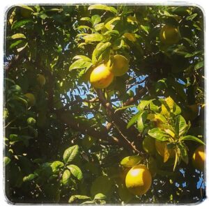 Лимонное дерево. Батуми накануне нового года.