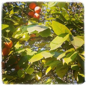 Фотограйия хурмы. Батуми на кануне нового года.