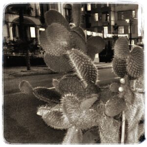 Фотография ночного Батуми. На переднем плане фотография кактуса.