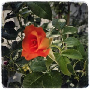 Rose in Tashkent