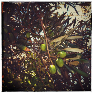 Olive tree.