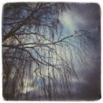 Дерево под снегом.